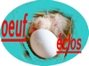 oeuf éclos oeuf éclos