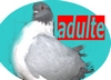 adulte adulte
