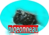 pigeonneau pigeonneau