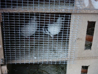 L'ACCOUPLEMENT. Fasedacouplement1